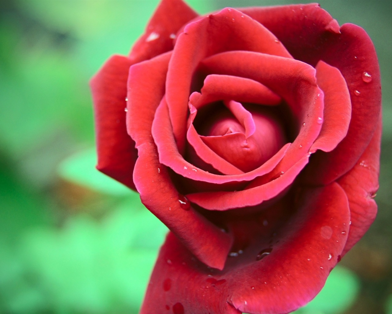 화려한 색상, 아름다운 꽃의 HD 배경 화면 #17 - 1280x1024