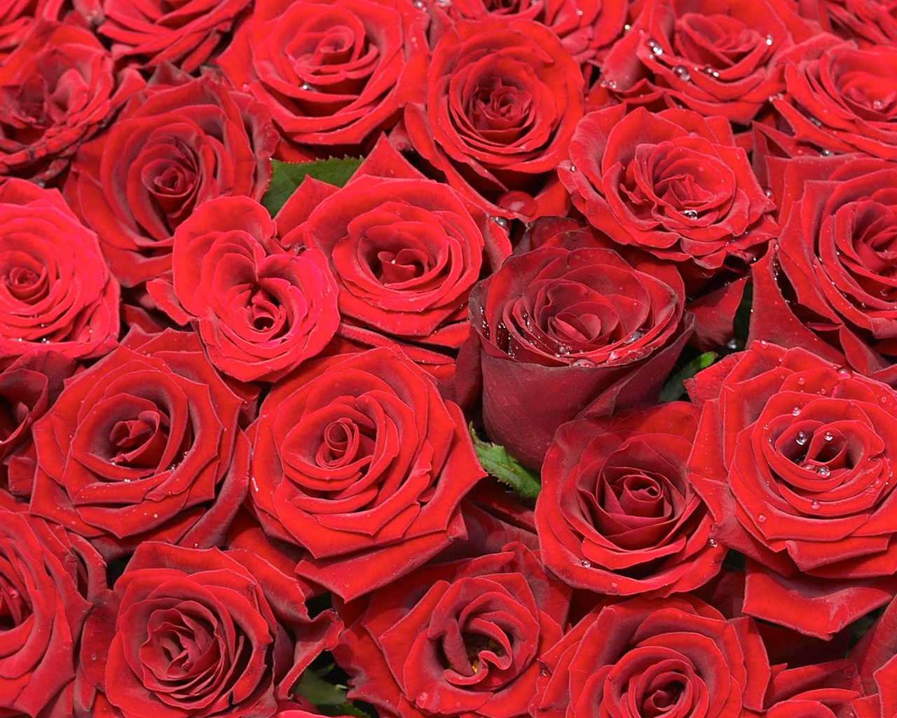 화려한 색상, 아름다운 꽃의 HD 배경 화면 #19 - 1280x1024
