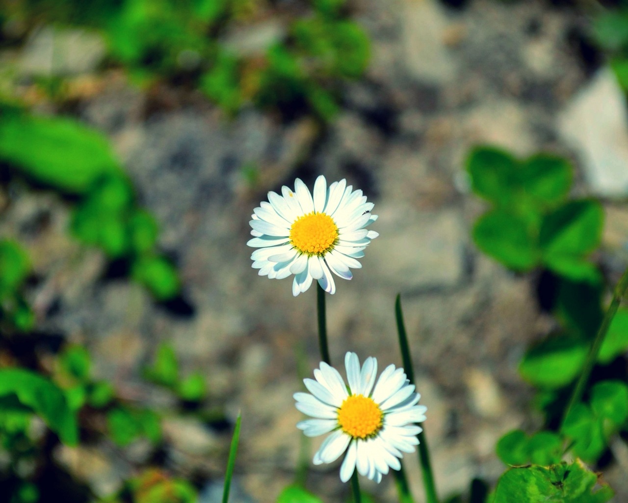 Couleurs brillantes, belles fleurs fonds d'écran HD #20 - 1280x1024