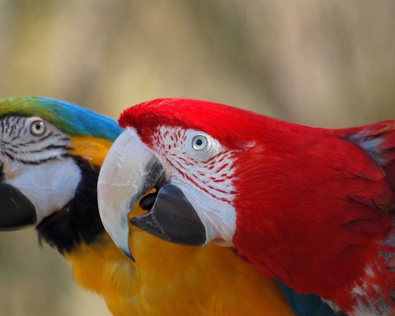 guacamayo primer plano HD fondos de pantalla #6 - 1280x1024