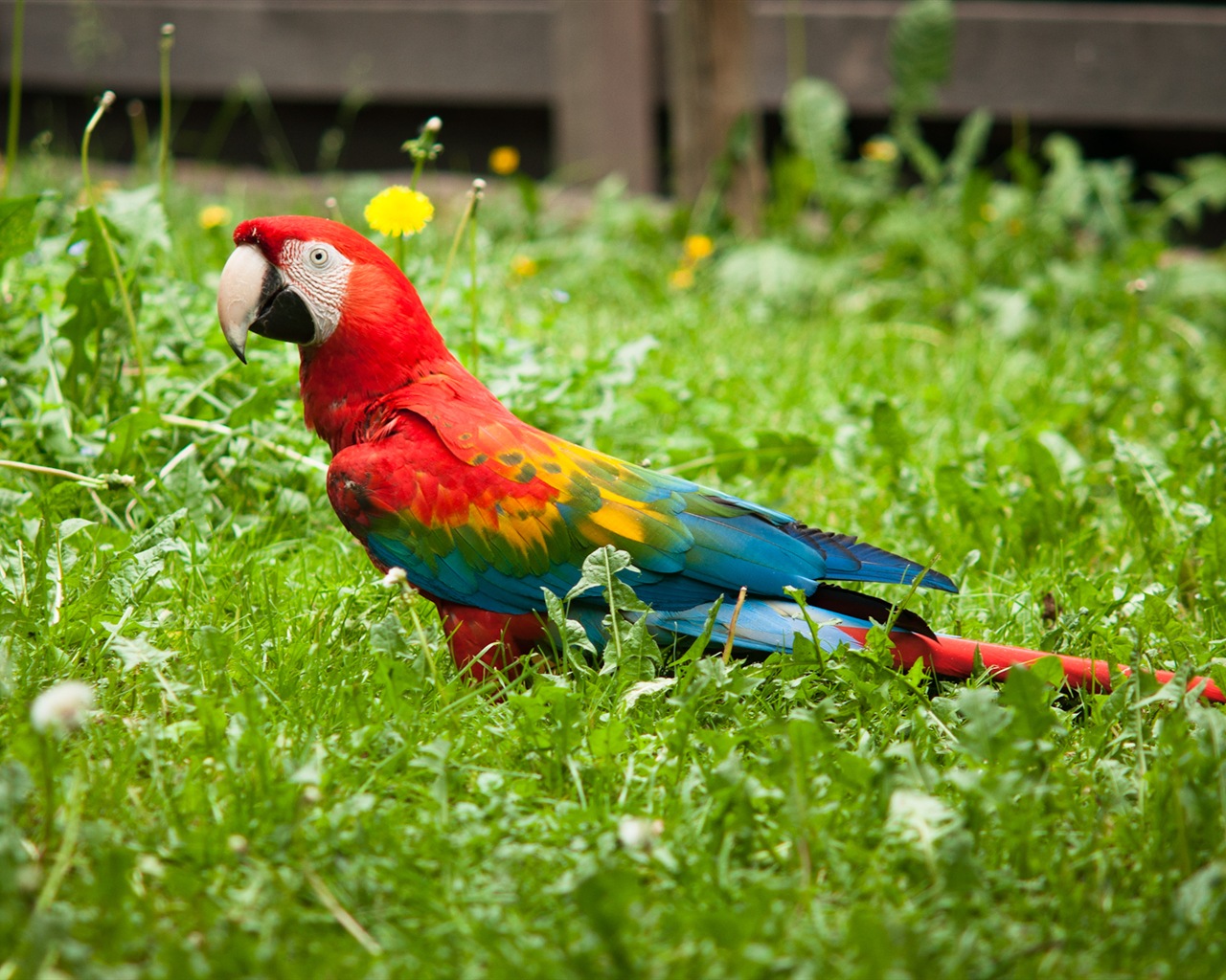 guacamayo primer plano HD fondos de pantalla #8 - 1280x1024