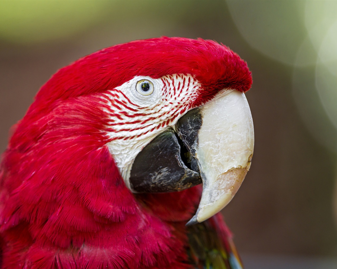 Macaw close-up HD wallpapers #9 - 1280x1024