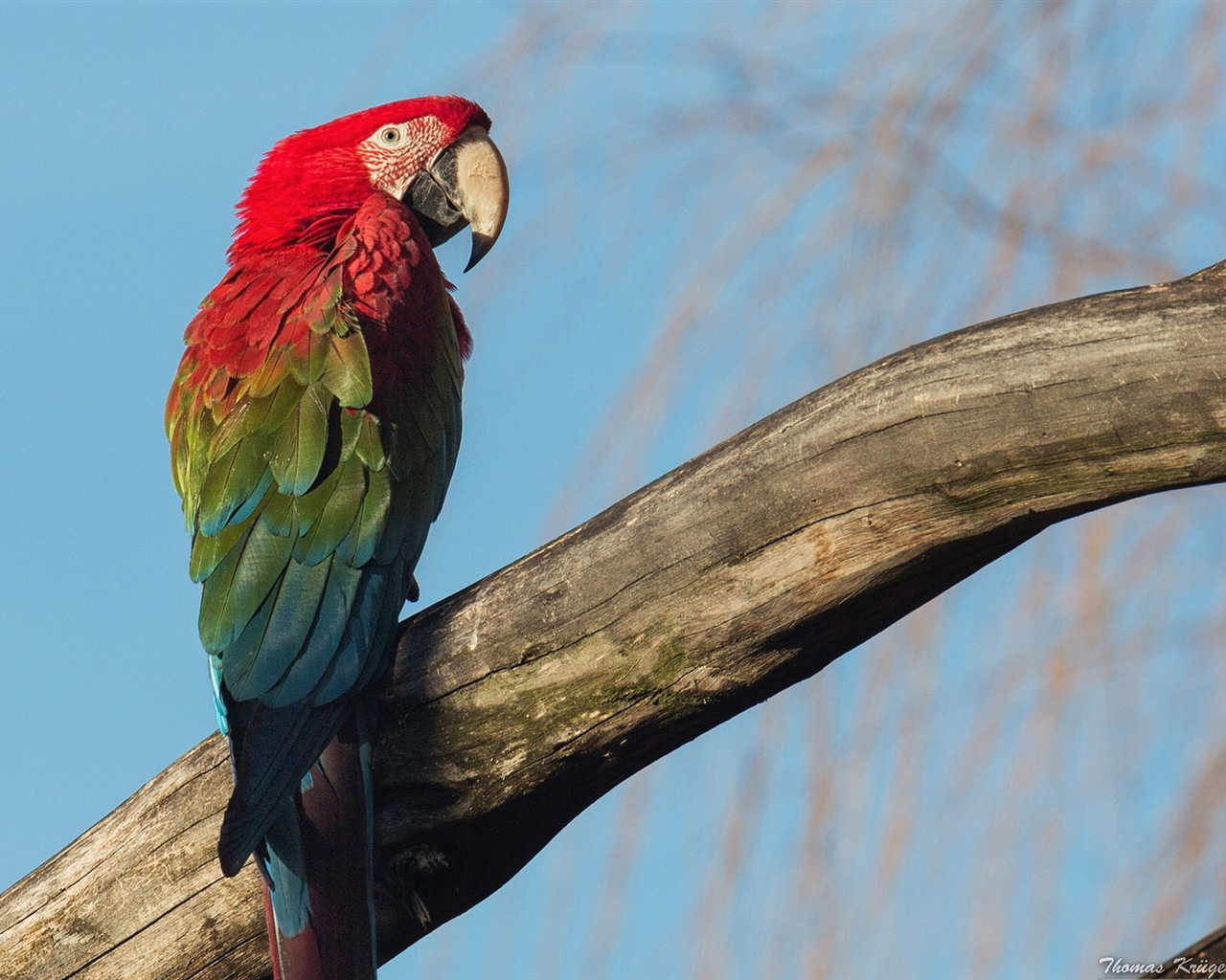 macaw close-up HD Tapety na plochu #10 - 1280x1024