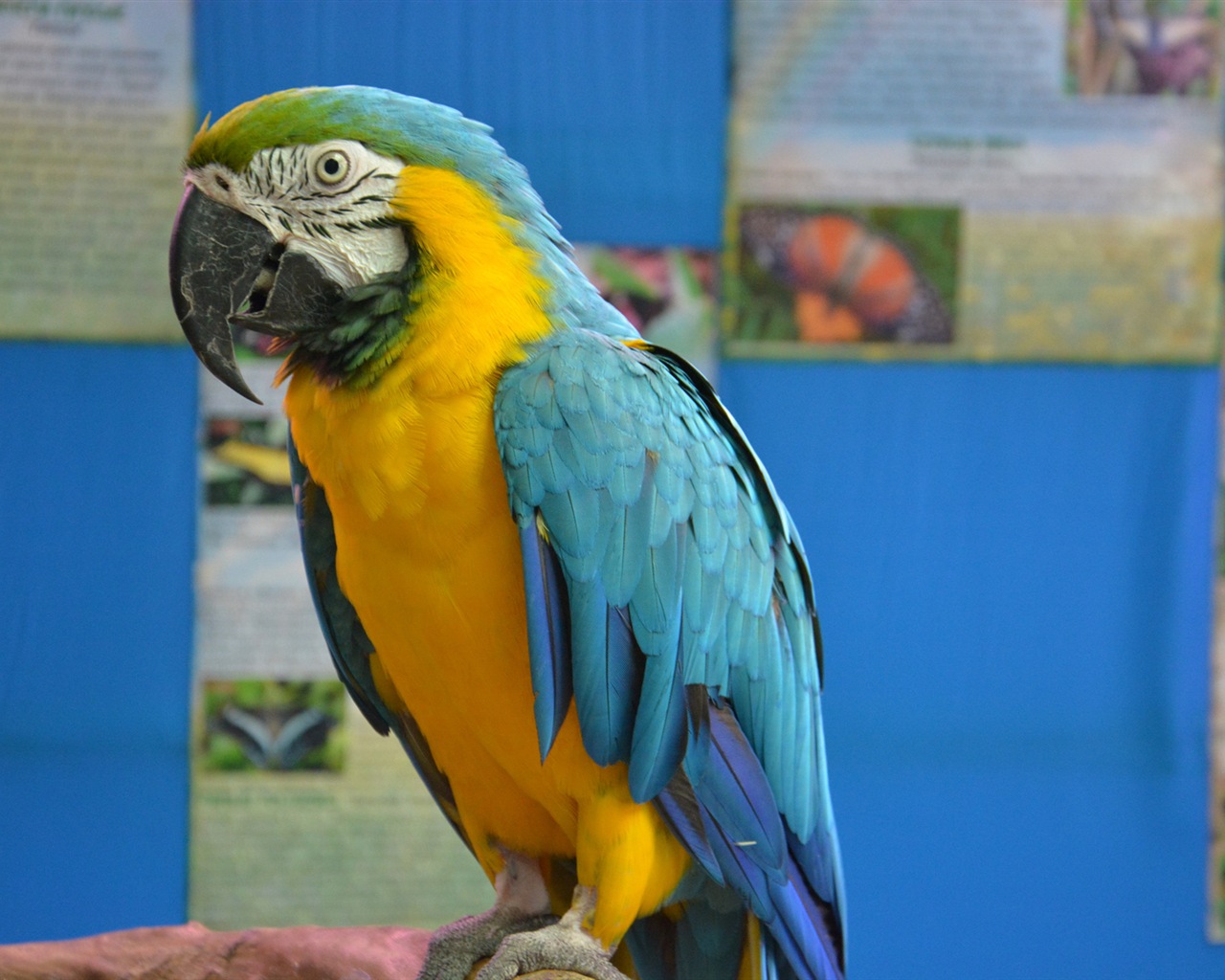macaw close-up HD Tapety na plochu #13 - 1280x1024