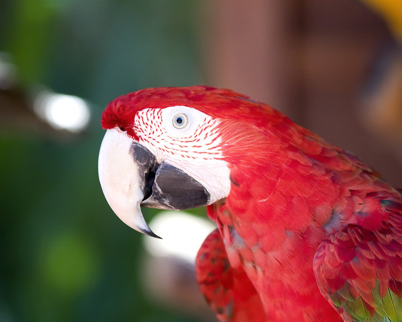 guacamayo primer plano HD fondos de pantalla #14 - 1280x1024