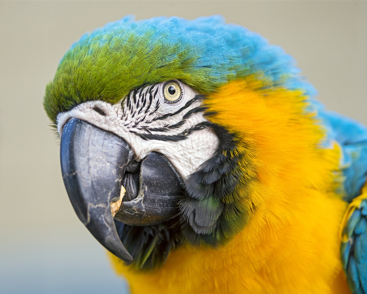 Macaw close-up HD wallpapers #15 - 1280x1024