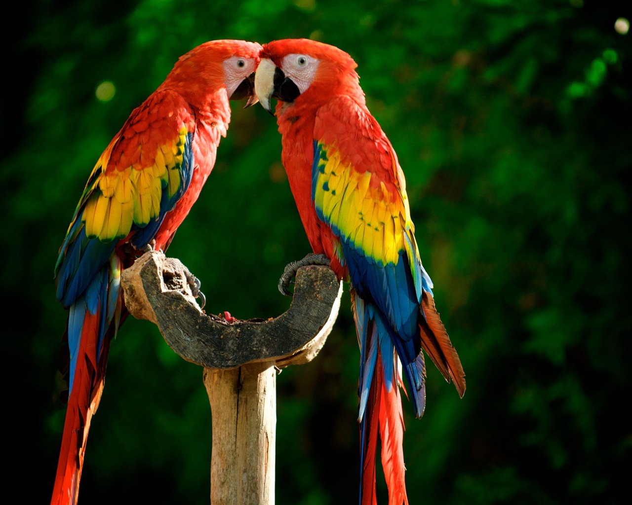 macaw close-up HD Tapety na plochu #16 - 1280x1024