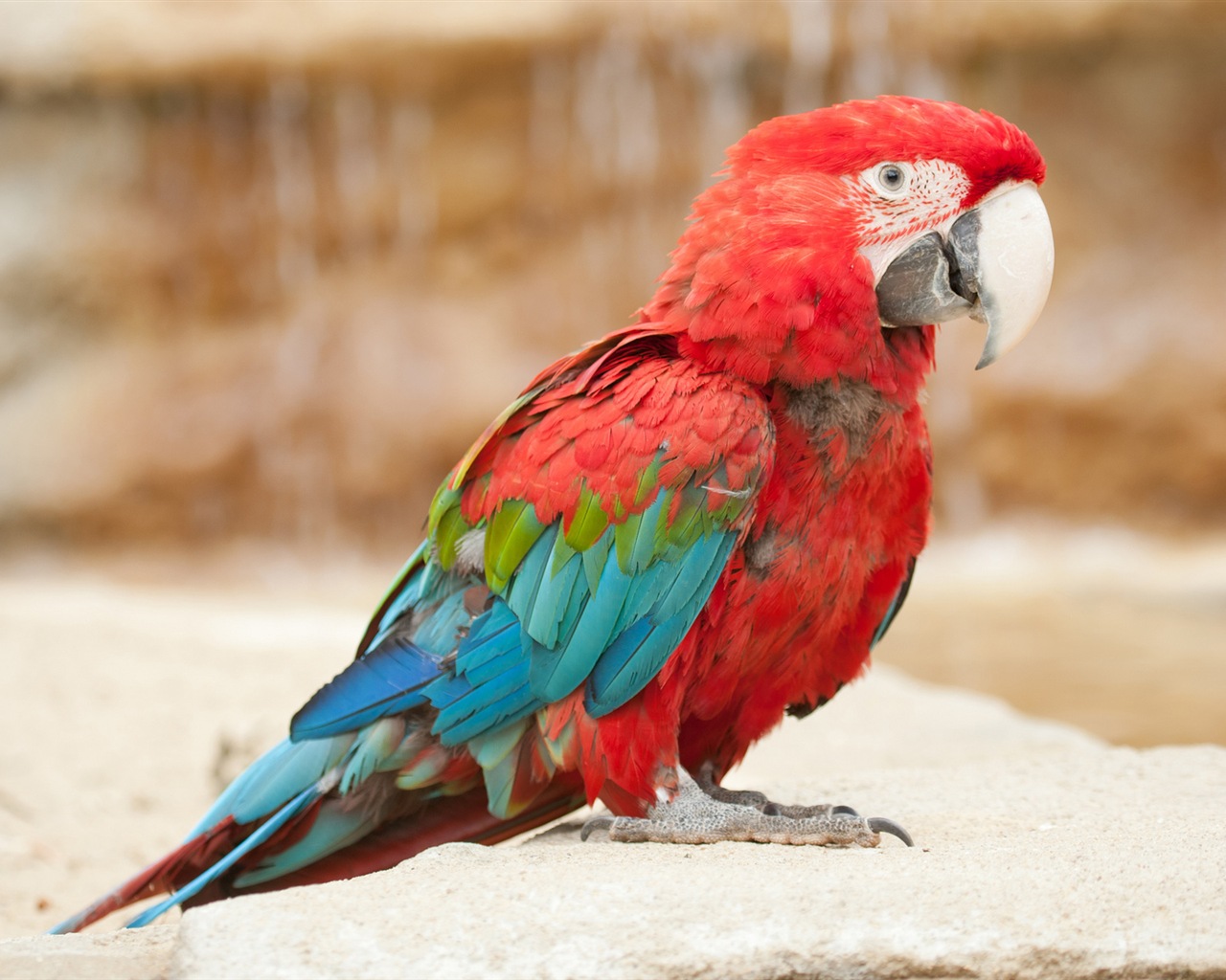 macaw close-up HD Tapety na plochu #17 - 1280x1024