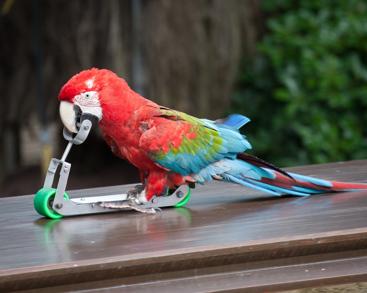 macaw close-up HD Tapety na plochu #19 - 1280x1024