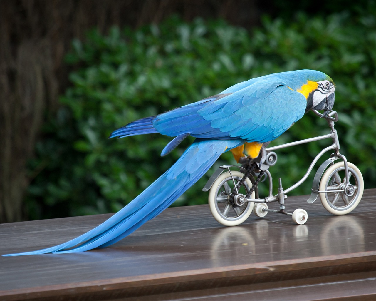 macaw close-up HD Tapety na plochu #20 - 1280x1024