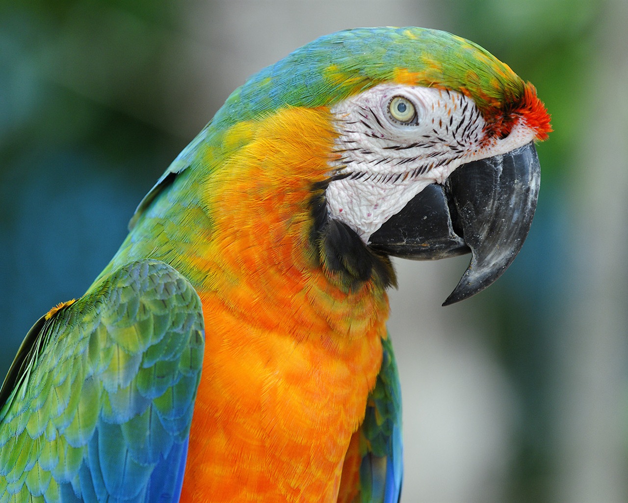 macaw close-up HD Tapety na plochu #21 - 1280x1024