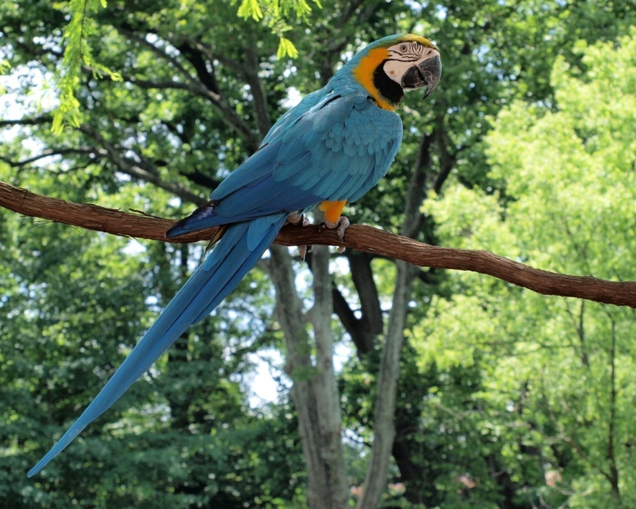 macaw close-up HD Tapety na plochu #22 - 1280x1024