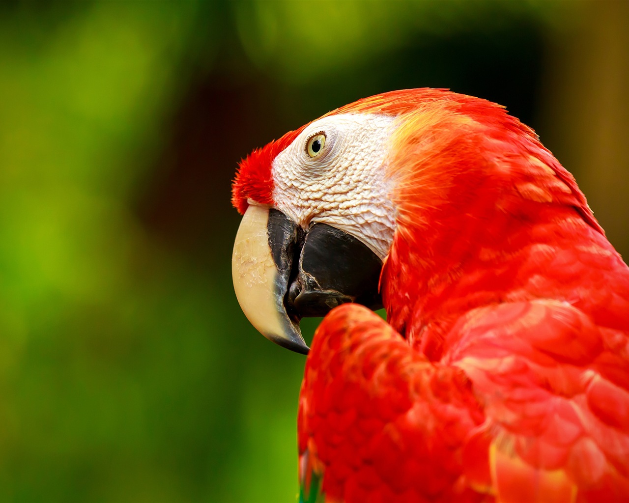 macaw close-up HD Tapety na plochu #26 - 1280x1024