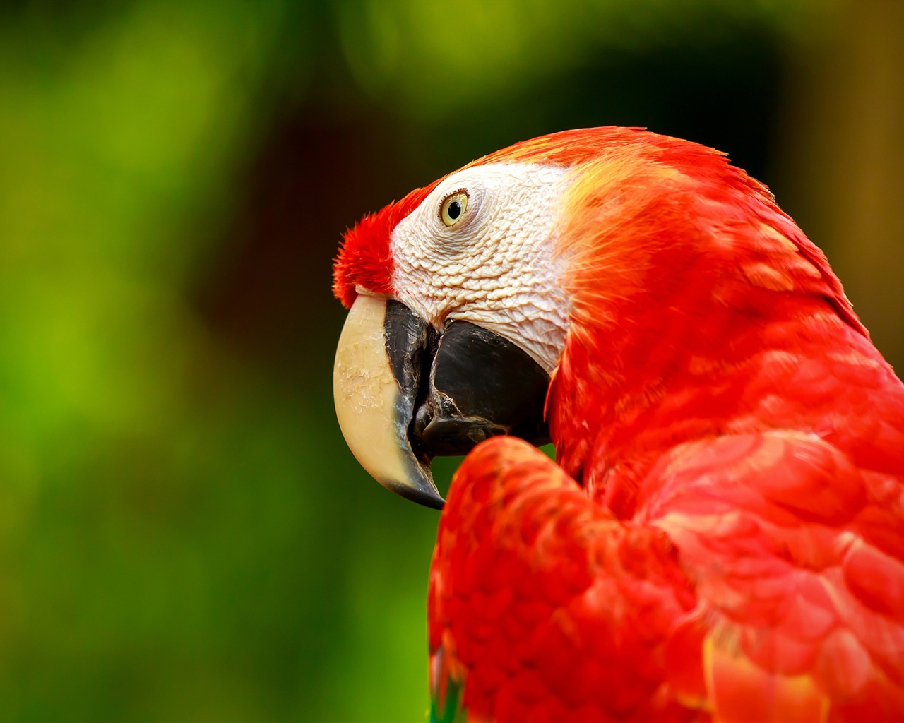 guacamayo primer plano HD fondos de pantalla #26 - 1280x1024