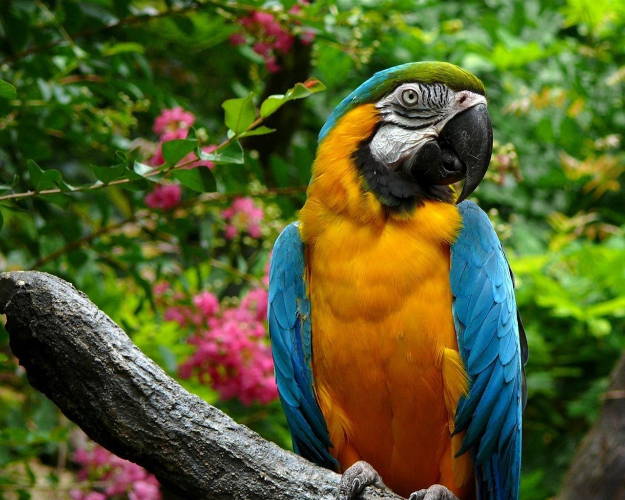 macaw close-up HD Tapety na plochu #27 - 1280x1024