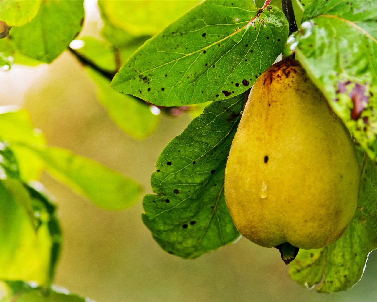 Suculenta fruta, peras fondos de pantalla de alta definición en primer plano #8 - 1280x1024