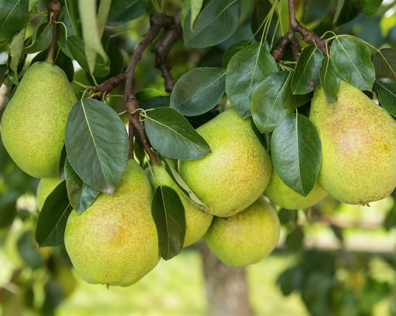 Suculenta fruta, peras fondos de pantalla de alta definición en primer plano #24 - 1280x1024