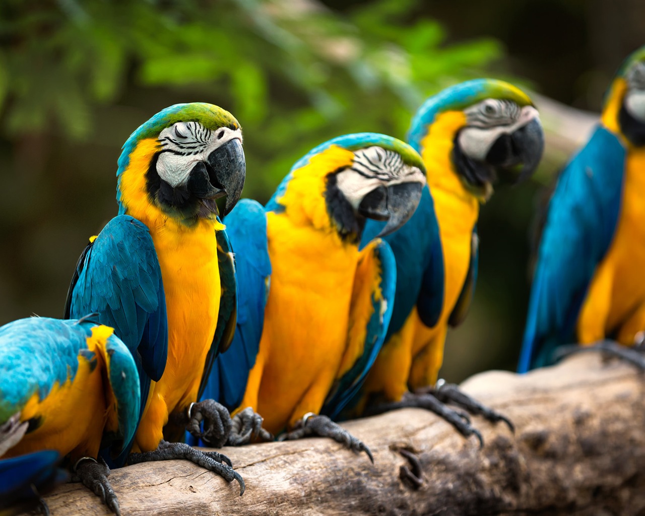 macaw close-up HD Tapety na plochu #1 - 1280x1024