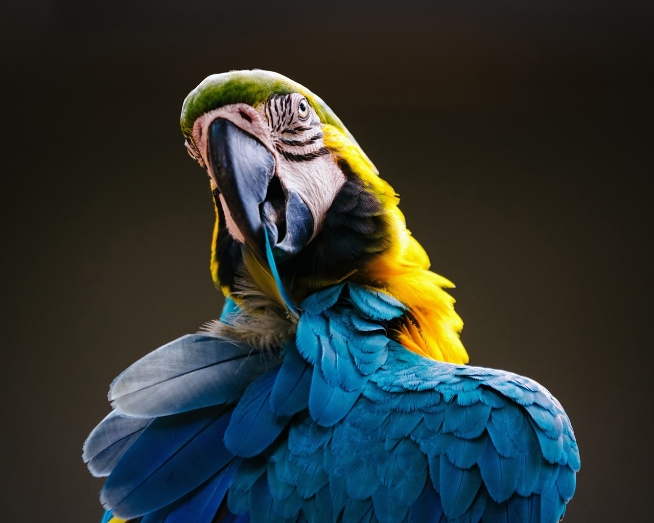 macaw close-up HD Tapety na plochu #2 - 1280x1024
