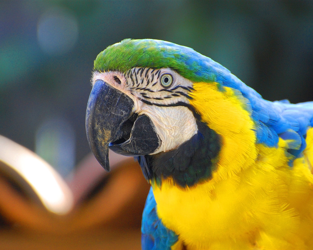 macaw close-up HD Tapety na plochu #3 - 1280x1024