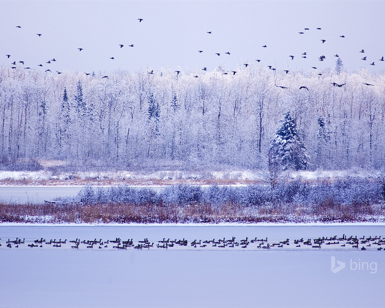 12. 2014 Bing HD tapety na plochu #2 - 1280x1024