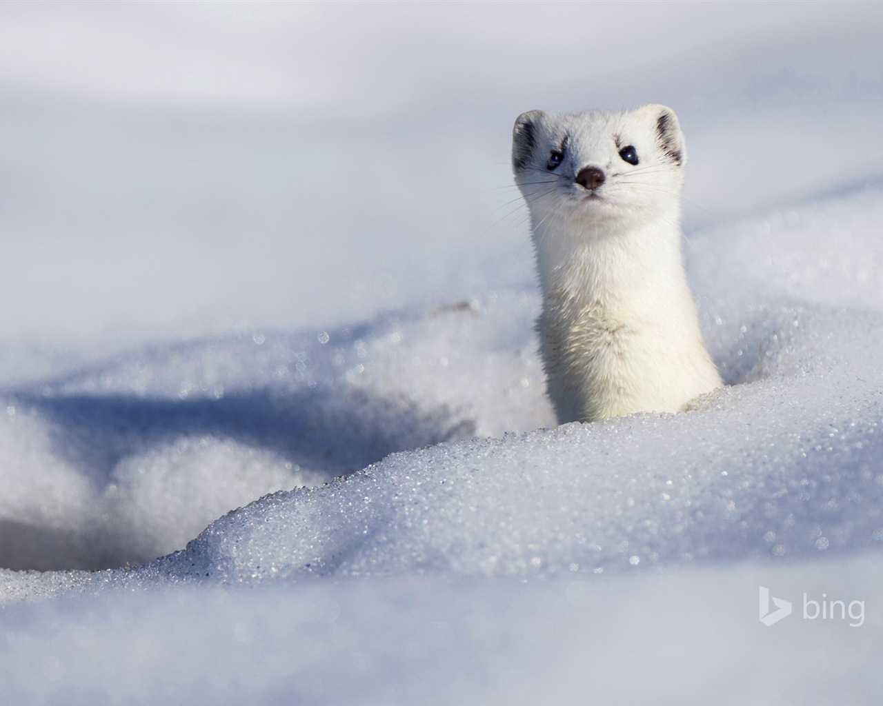 12 2014 fondos de pantalla HD Bing #12 - 1280x1024