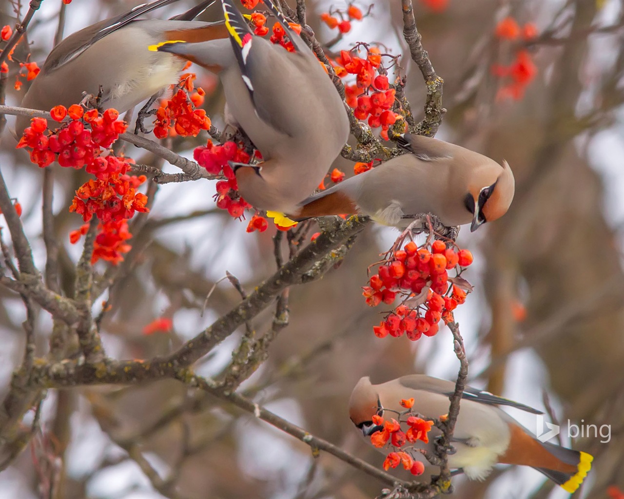 Décembre 2014 fonds d'écran HD Bing #14 - 1280x1024