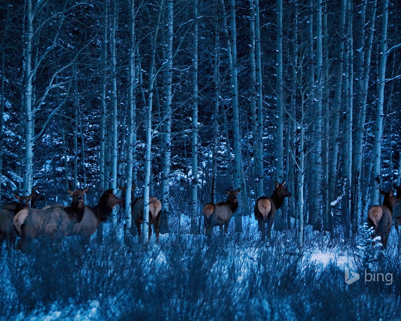 Décembre 2014 fonds d'écran HD Bing #18 - 1280x1024