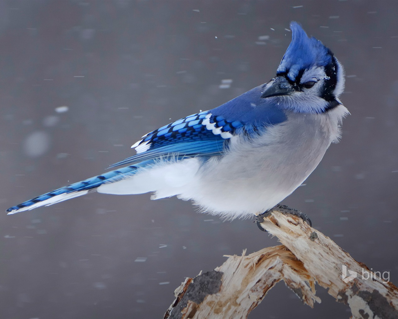 Décembre 2014 fonds d'écran HD Bing #21 - 1280x1024