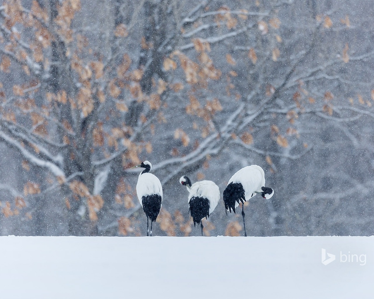 Décembre 2014 fonds d'écran HD Bing #25 - 1280x1024