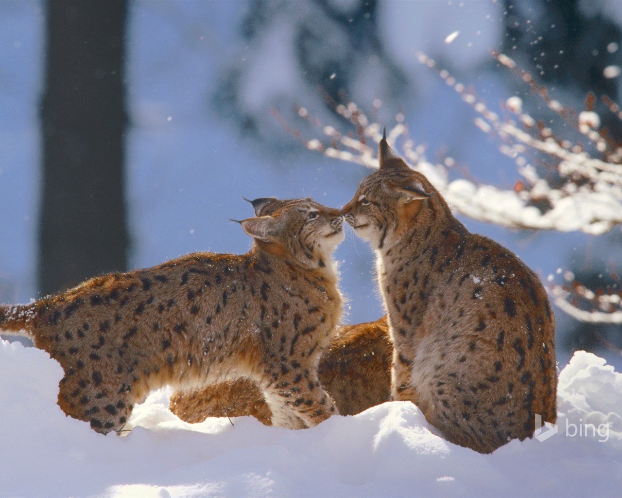 Décembre 2014 fonds d'écran HD Bing #28 - 1280x1024