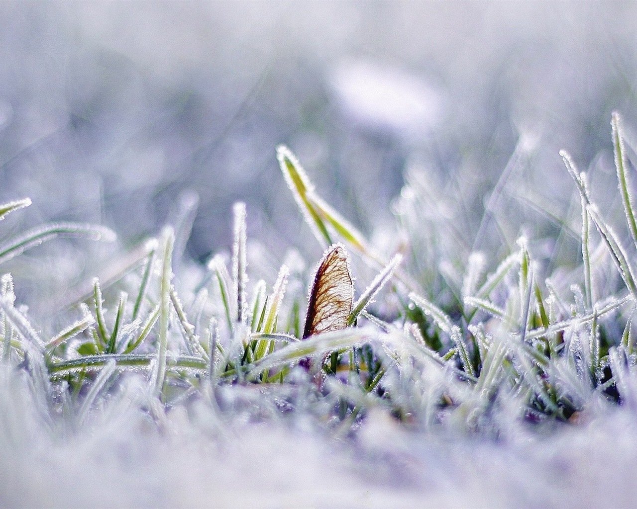 Neige d'hiver fonds d'écran HD magnifique de paysages #5 - 1280x1024