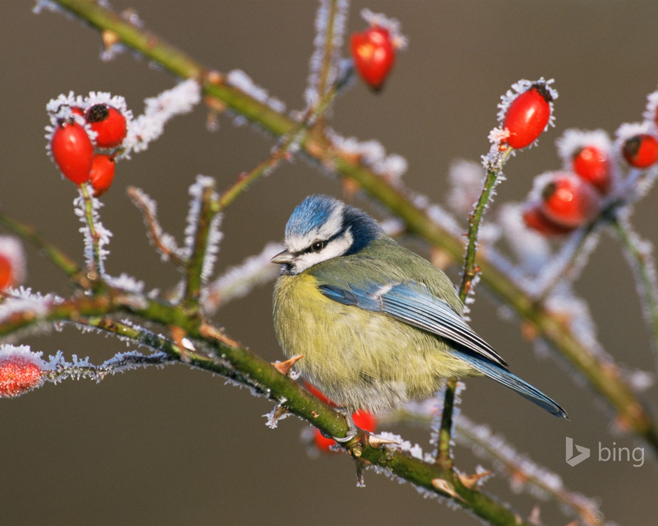 2015年1月 Bing HDの壁紙 #20 - 1280x1024