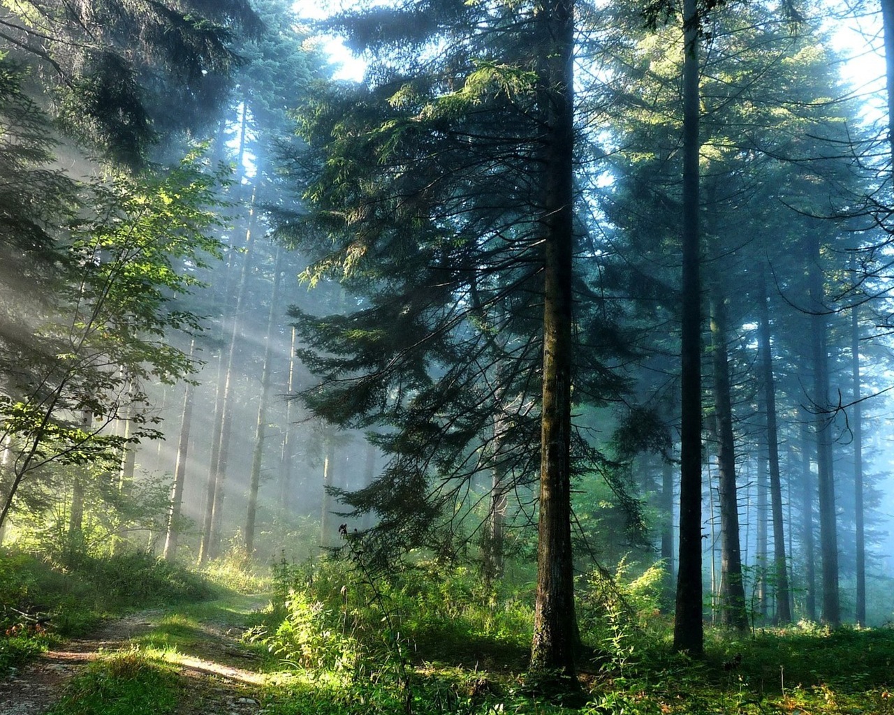 Windows 8 fonds d'écran thème paysages forestiers HD #1 - 1280x1024