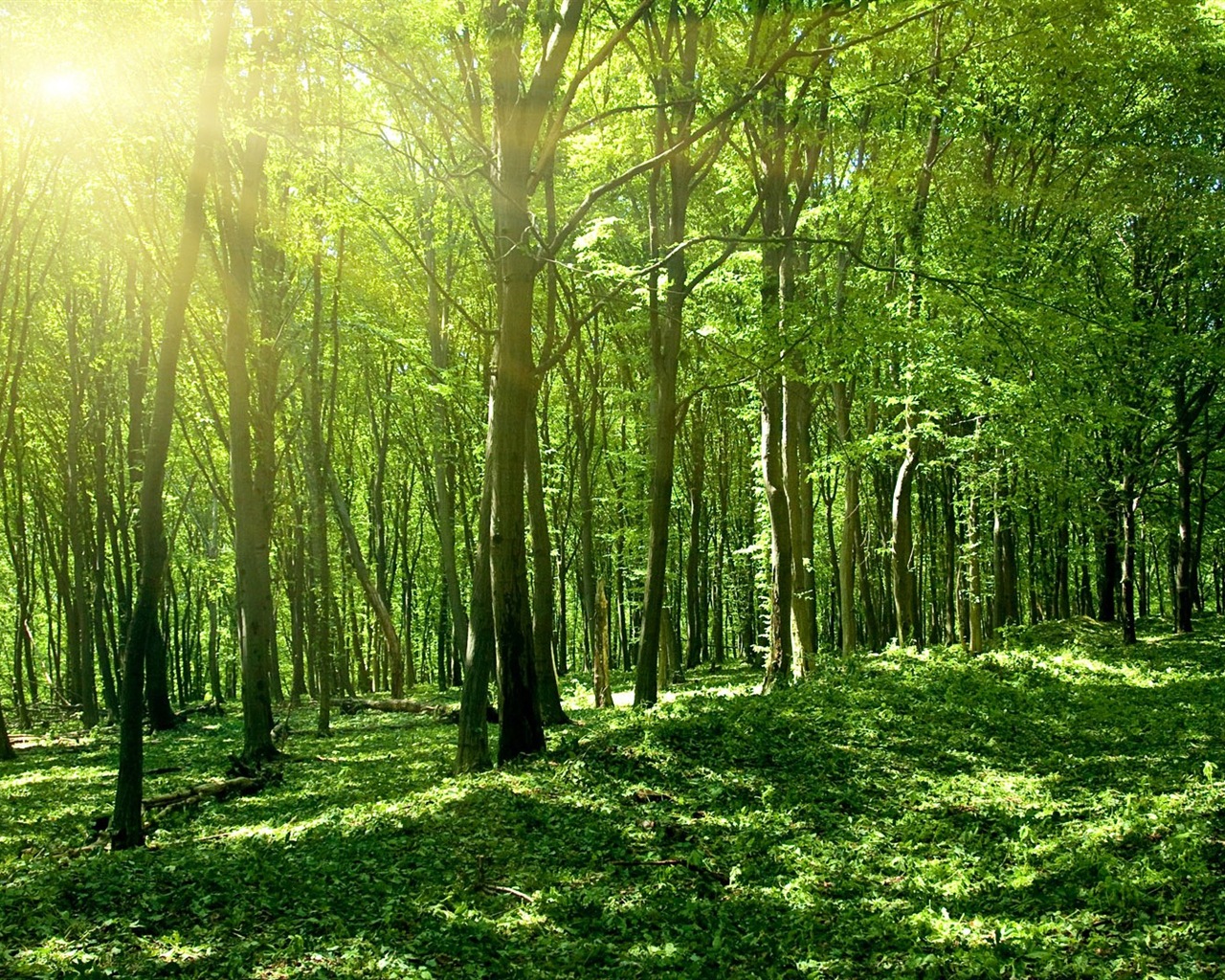 Windows 8 theme forest scenery HD wallpapers #3 - 1280x1024