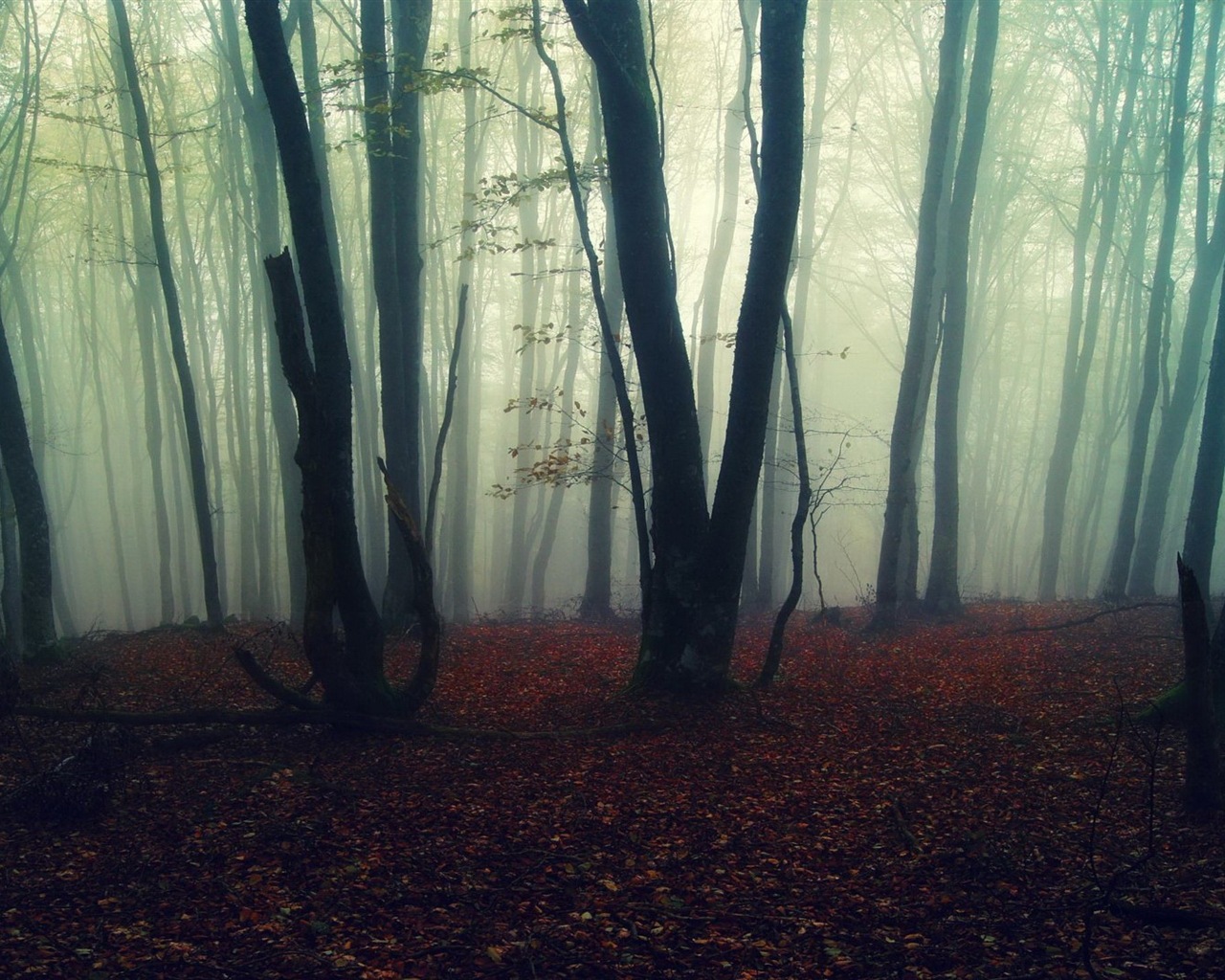 Windows 8 theme forest scenery HD wallpapers #9 - 1280x1024