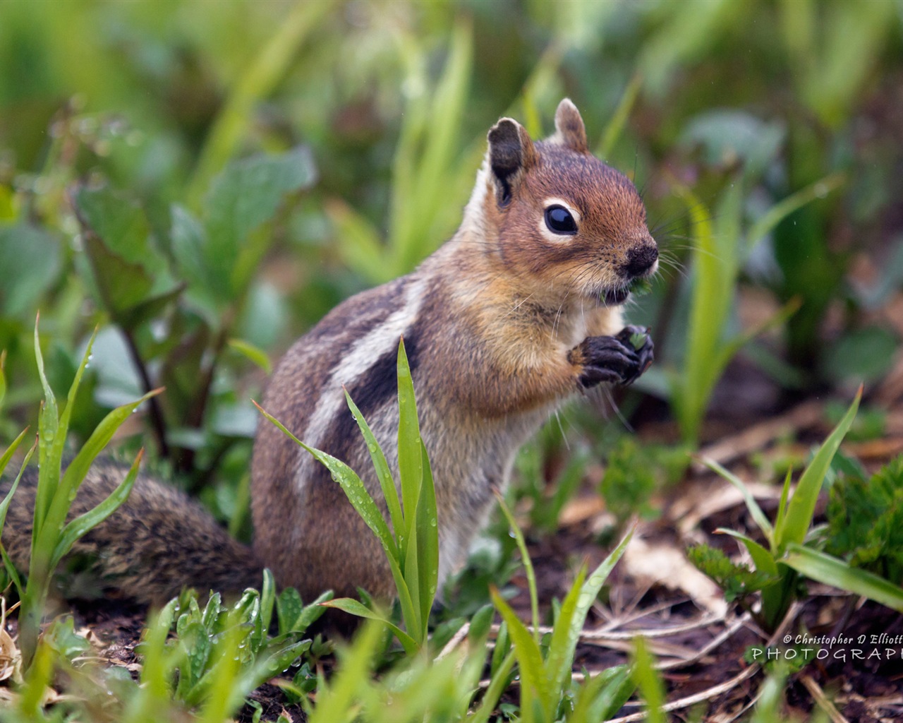 Windows 8主題，野生動物 高清壁紙 #4 - 1280x1024