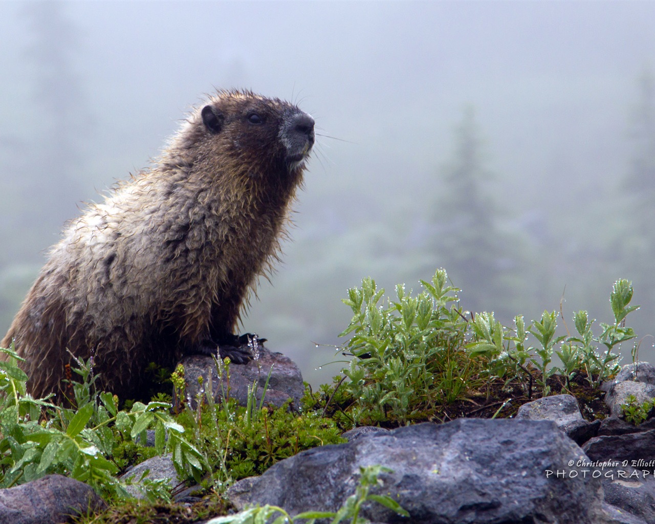 Windows 8主題，野生動物 高清壁紙 #5 - 1280x1024