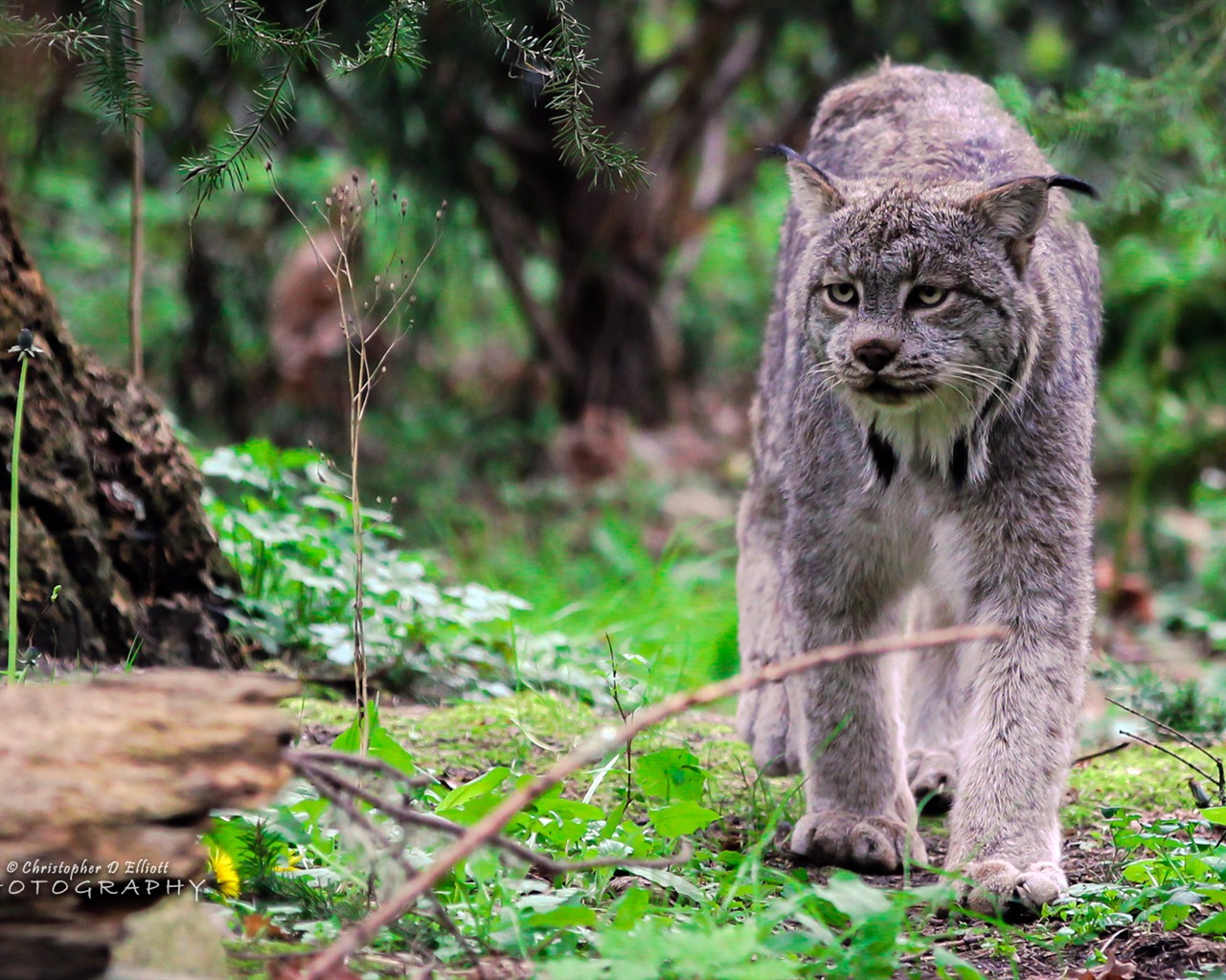 Windows 8主題，野生動物 高清壁紙 #6 - 1280x1024