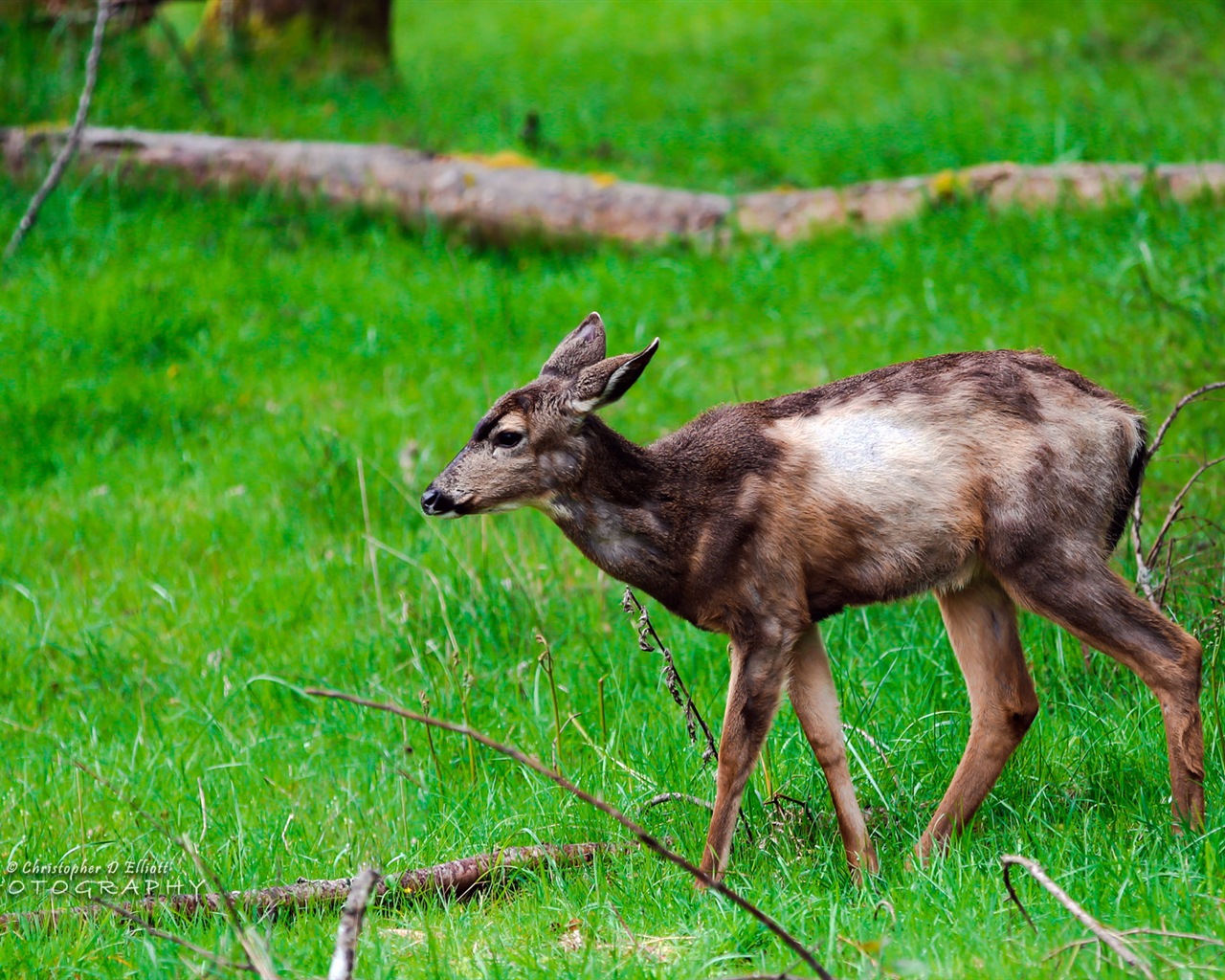 Windows 8 thèmes, fonds d'écran HD de la faune #10 - 1280x1024