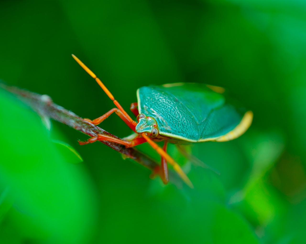 Windows 8 fond d'écran thème, insectes monde #3 - 1280x1024