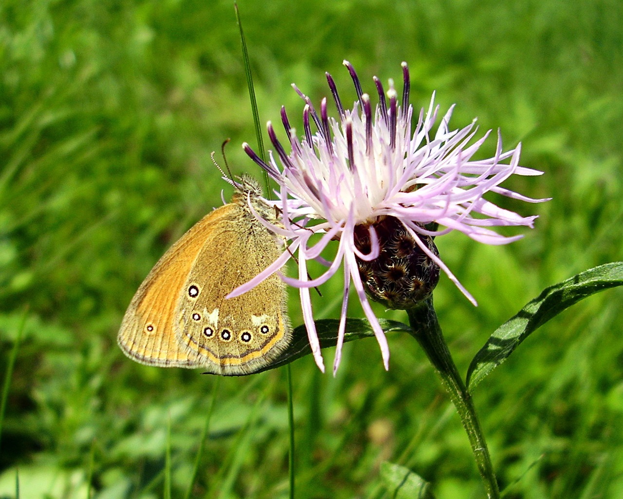 Windows 8 fondo del tema, mundo insectos #12 - 1280x1024