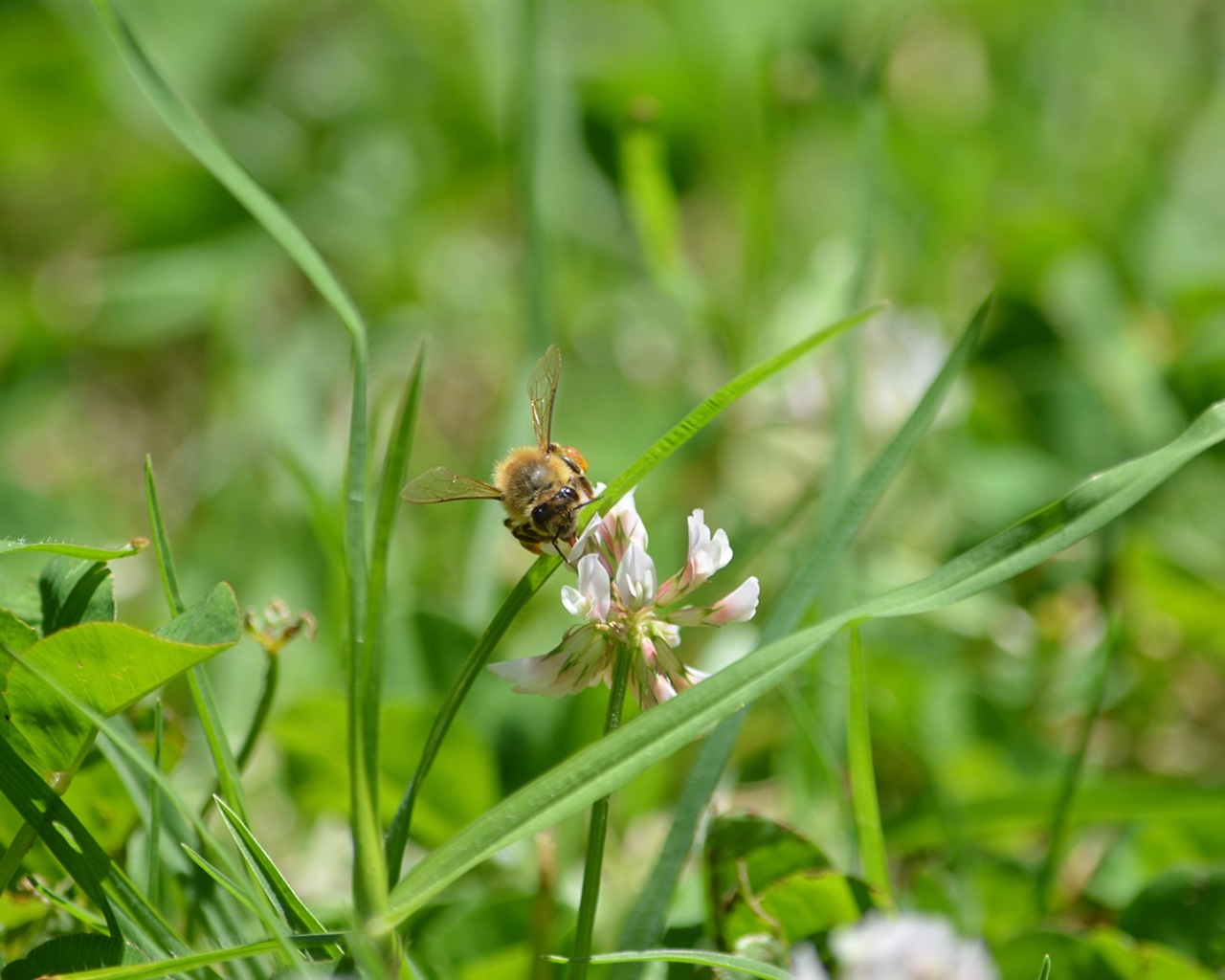 Windows 8 theme wallpaper, insects world #16 - 1280x1024