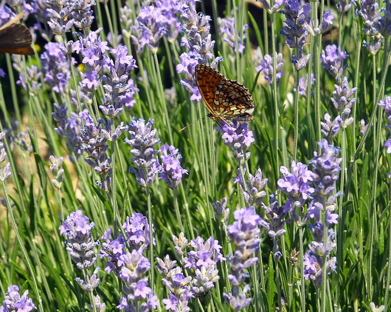 Windows 8 fond d'écran thème, insectes monde #17 - 1280x1024