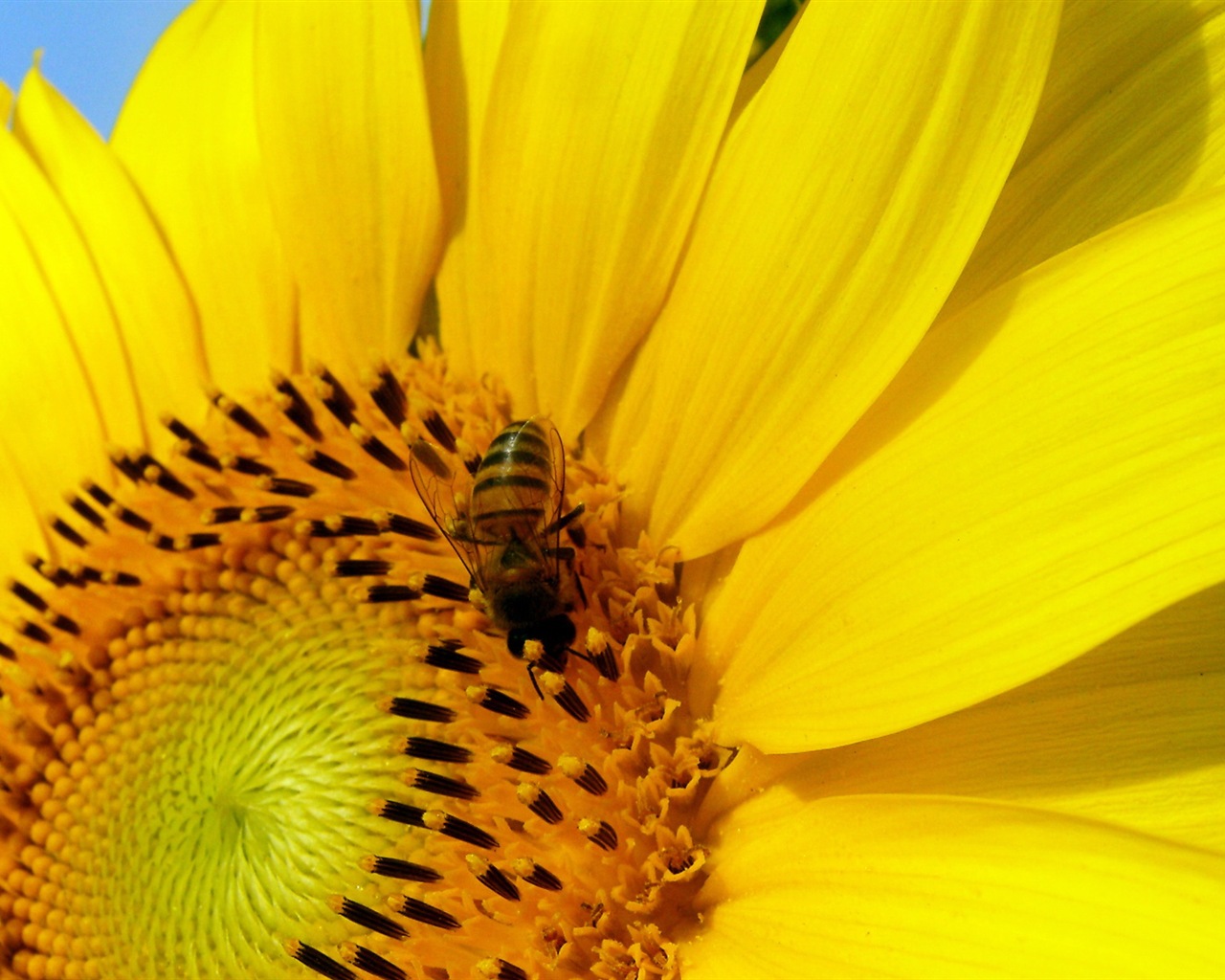 Windows 8 fond d'écran thème, insectes monde #20 - 1280x1024