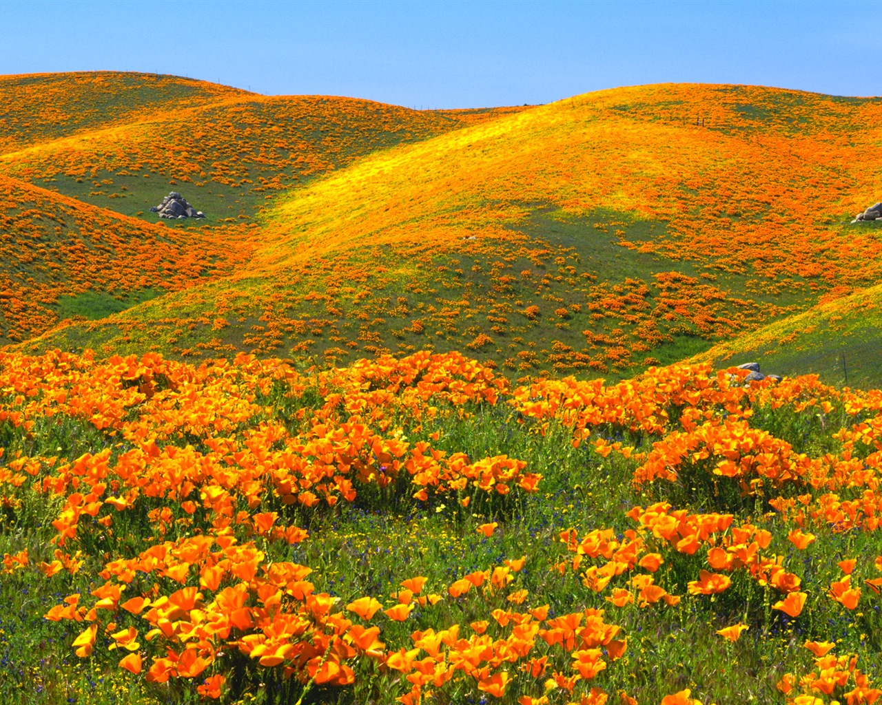 Belle couleur, décor naturel de fonds d'écran HD #4 - 1280x1024