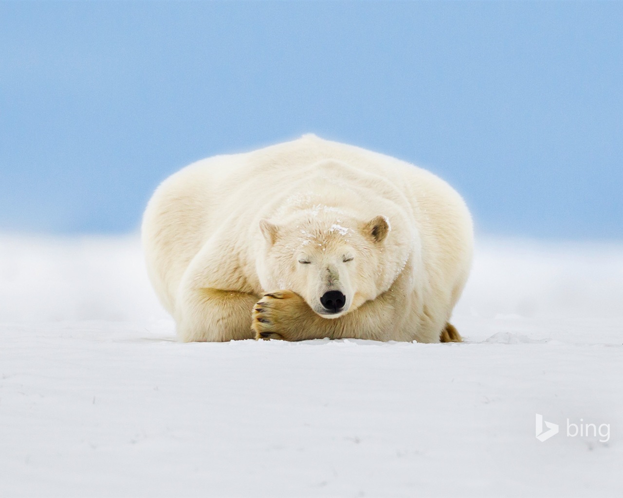 02 2015 fondos de pantalla HD Bing #9 - 1280x1024