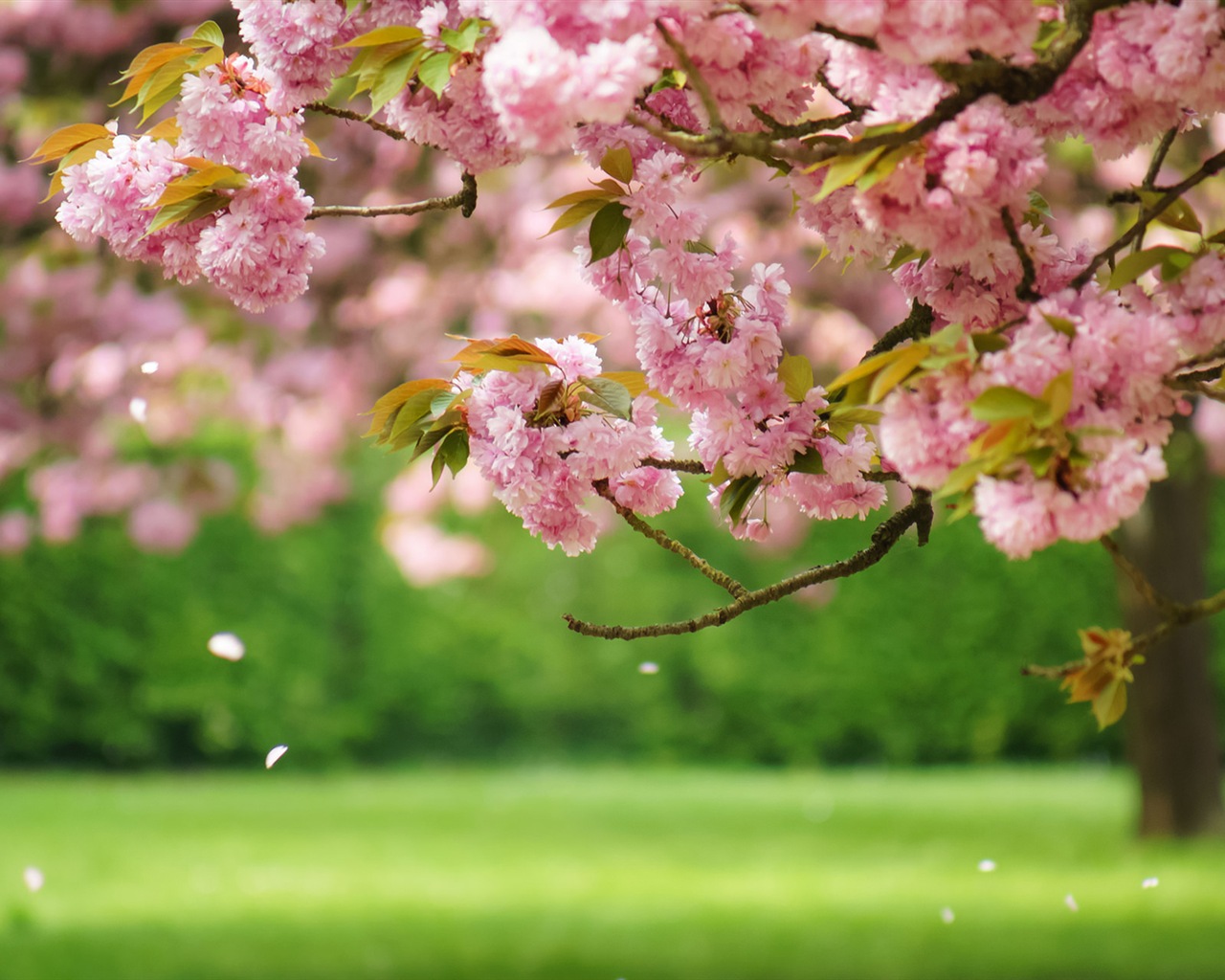 Fleurs de printemps fleurissent fonds d'écran HD #1 - 1280x1024