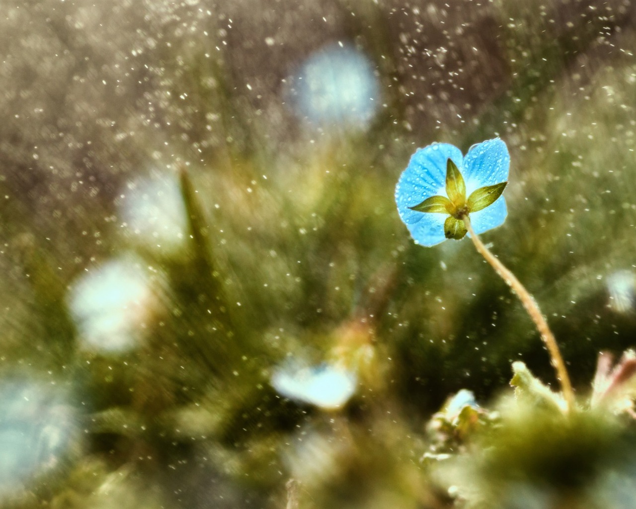 Spring flowers bloom HD Wallpapers #2 - 1280x1024