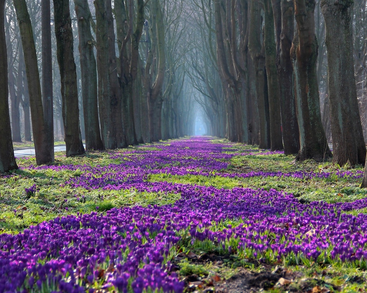 Jarní květiny kvetou HD Tapety na plochu #5 - 1280x1024